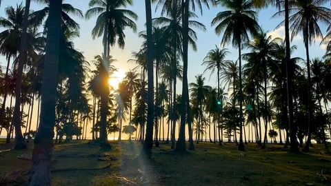 Palm Tree Farm at Sunset in Koh Lanta, Thailand Stock Footage 124022903
