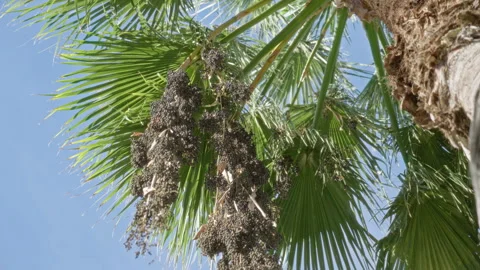 Palm tree featuring lush green fronds and clusters of ripe dates against a .. Stock Footage 301685078