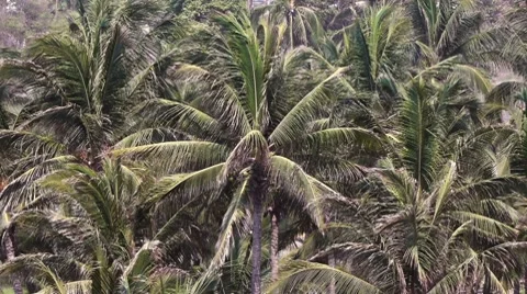 Palm Tree Field Stock Footage 7900162