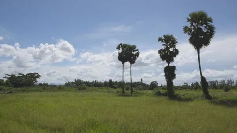 Palm tree in the field Stock Footage 137185297
