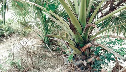 Palm tree in the field Foto stock