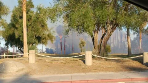 Palm Tree on Fire, Engulfed in Flames Foto stock