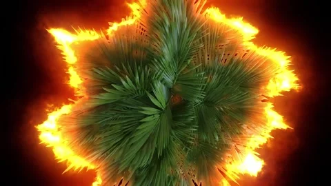 A palm tree on fire. Fire surrounds the palm tree. View from above. Stock Footage 244625363