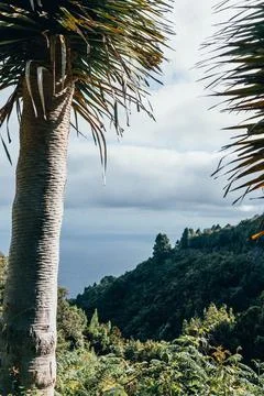 Palm tree at the first and savage landscape of forest, mountains near the sea Stock Photos