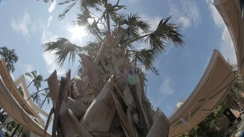 Palm Tree Fish Eye Stock Footage 89050953