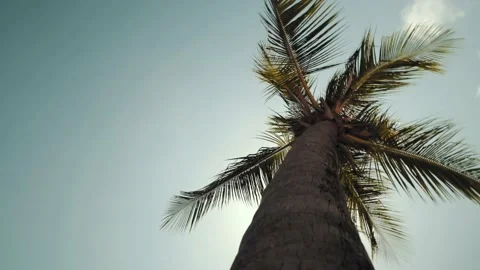 Palm Tree &amp; Flare by the beach Stockbeeldmateriaal 130836948