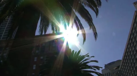 Palm Tree Flare Stock Footage 41472727