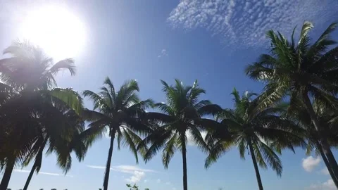 Palm Tree Flare Stock Footage 146490915
