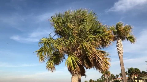 Palm tree Florida 4K 60fps Stockbeeldmateriaal 84918787