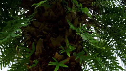 A palm tree in Florida. Stock Footage 152863584