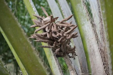 Palm Tree Flower Foto stock