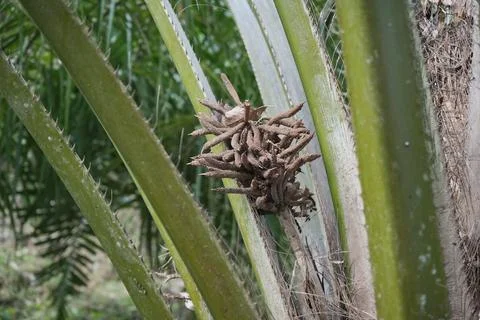 Palm Tree Flower Foto stock