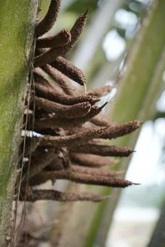 Palm Tree Flower Foto stock