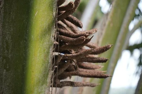 Palm Tree Flower Foto stock