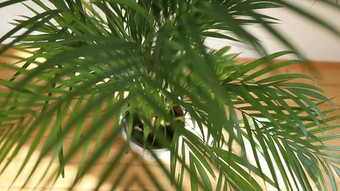 Palm tree in a flower pot in sunlight Stock Footage 129710068