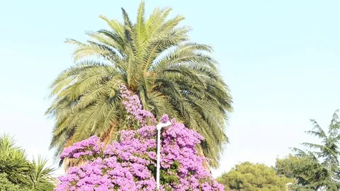 Palm Tree Flower Tree on Wind Stock Footage 81626917