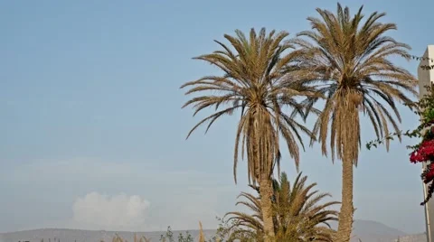 Palm Tree Flowers 4k Stock Footage 69020902