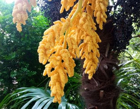 Palm Tree flowers in spring Stock Photos