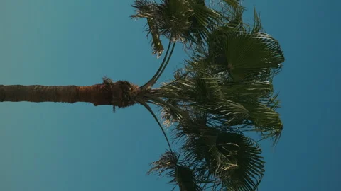 A palm tree flutters in the wind against a blue sky Stock Footage 287592329