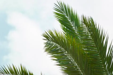 Palm tree foliage on a cloudy background. Space on a corner for banner Stock Photos