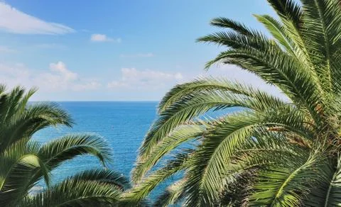 Palm tree foliage Stock Photos