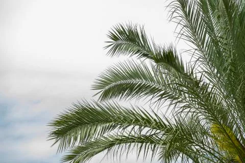 Palm tree foliage in the right corner on a cloudy sky background. Summer travel Stock Photos
