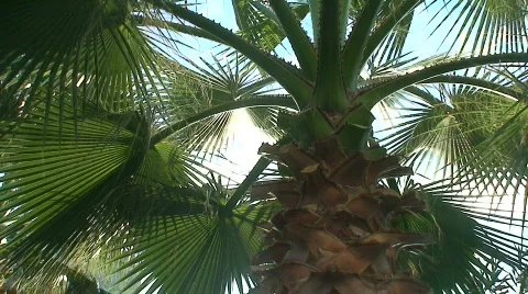 Palm Tree Stock Footage 84838