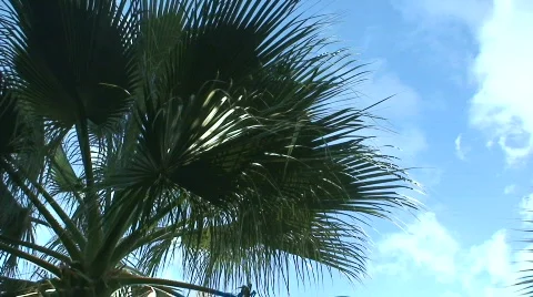 Palm Tree Stock Footage 84844