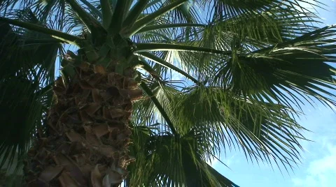 Palm Tree Stock Footage 84849