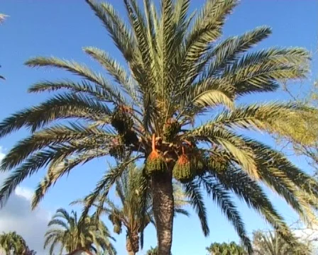 Palm tree Vidéo 288525