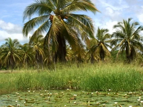 Palm Tree Stock Footage 490138