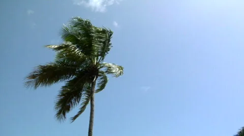 Palm Tree  Stock Footage 495427