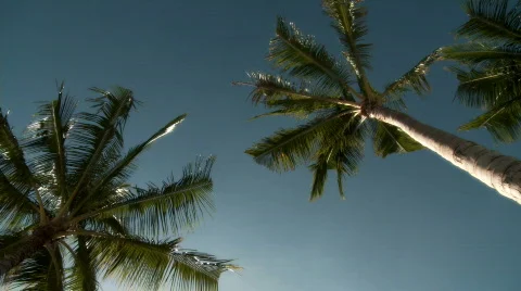 Palm Tree Stock Footage 604085