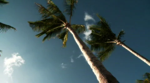 Palm Tree Stock Footage 604612