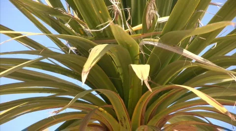 Palm tree 스톡 동영상 660441