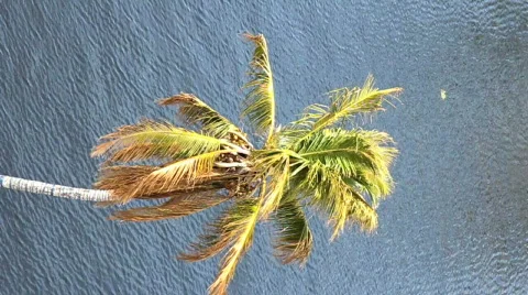 Palm tree Stock Footage 672411