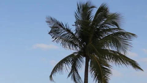 Palm Tree Stock Footage 1848639