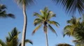 Palm tree. HD Footage