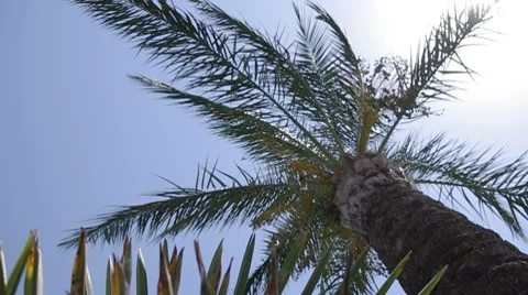 Palm tree Stock Footage 8568904