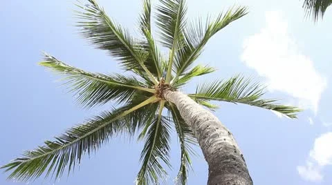 Palm Tree Stock Footage 8995869