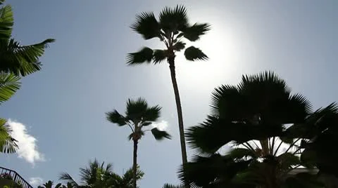 Palm Tree Stock Footage 8995883