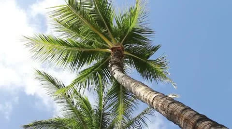 Palm Tree Stock-Footage 8996548