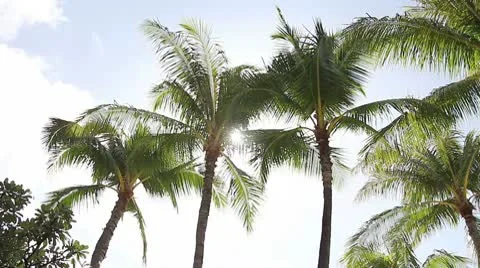 Palm Tree Stock Footage 8996553