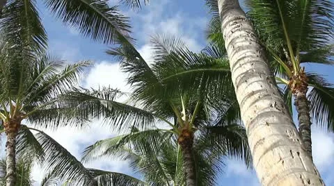Palm Tree Stock Footage 8996571