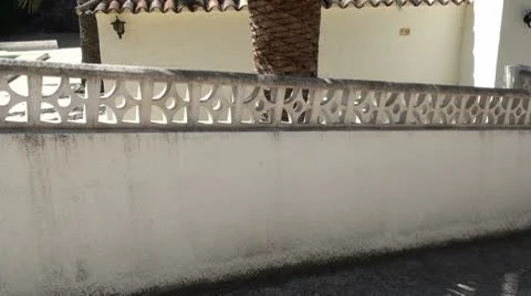 Palm tree Stock Footage 10562577