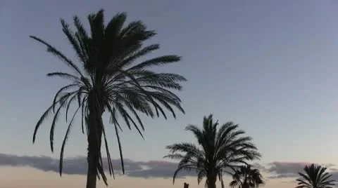 Palm tree Stock-Footage 10577015