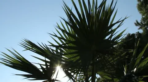 Palm tree Stock Footage 10875221