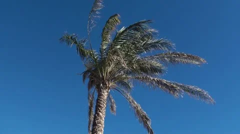 Palm tree Stock Footage 11329069