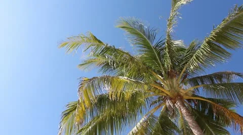 Palm tree Video stock 12427409