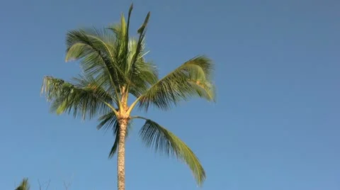 Palm Tree Vídeos de archivo 12580339